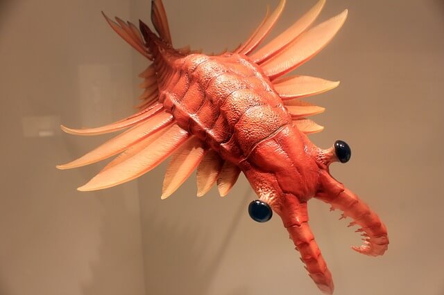 'Fearsome' ancient shrimp had no bite
