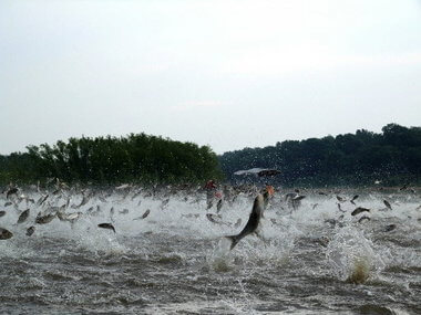 Asian carp threat prompts crisis exercise
