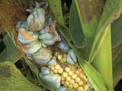 Bright Idea: Delectable corn fungus
