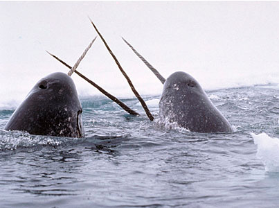 Tracking narwhals
