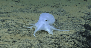Deep-sea mining could imperil rare, ghostlike octopus
